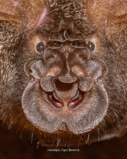 Horseshoe Bat in Similipal Tiger Reserve