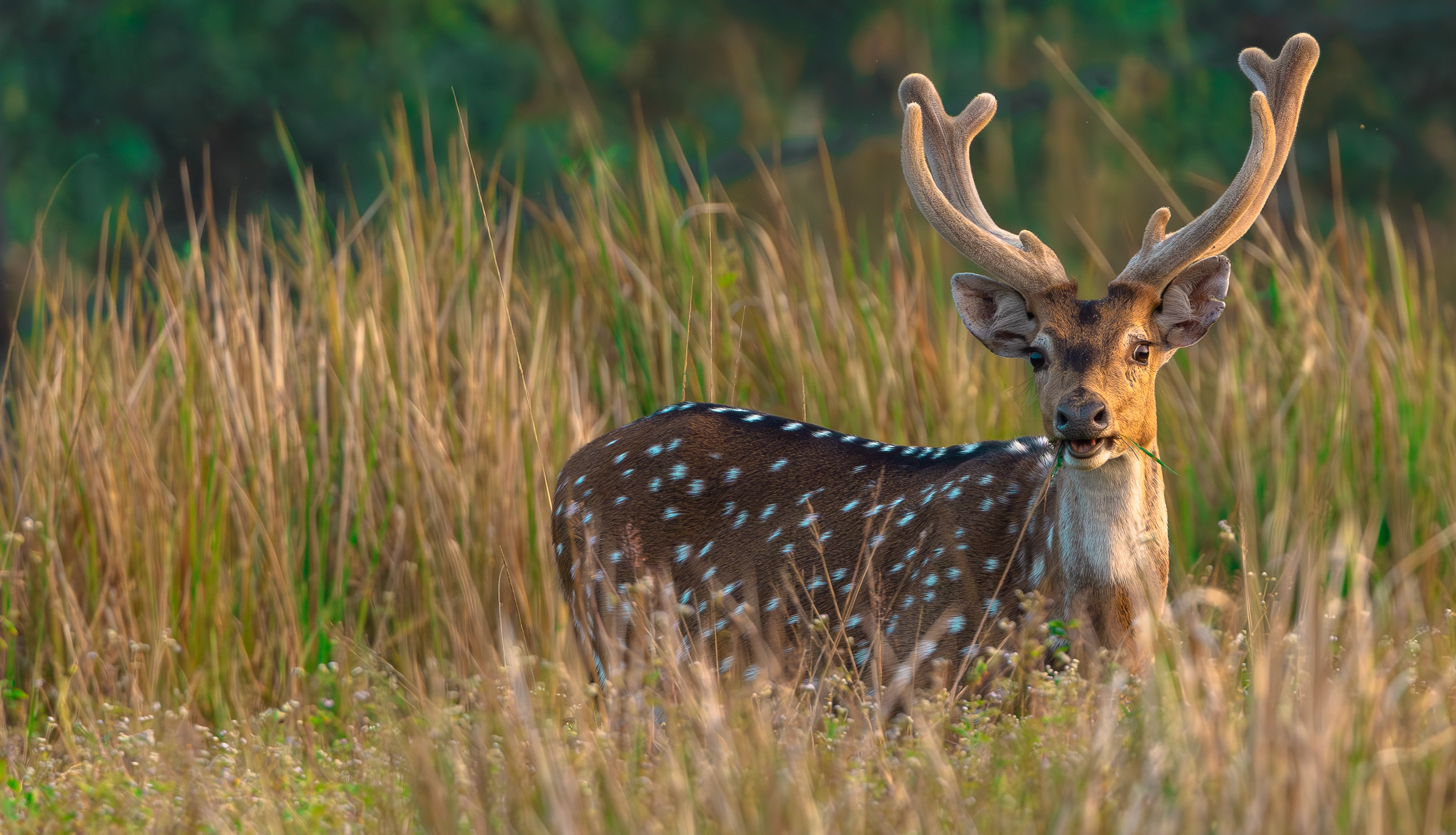 Majestic spotted deer buck in golden evening meadow