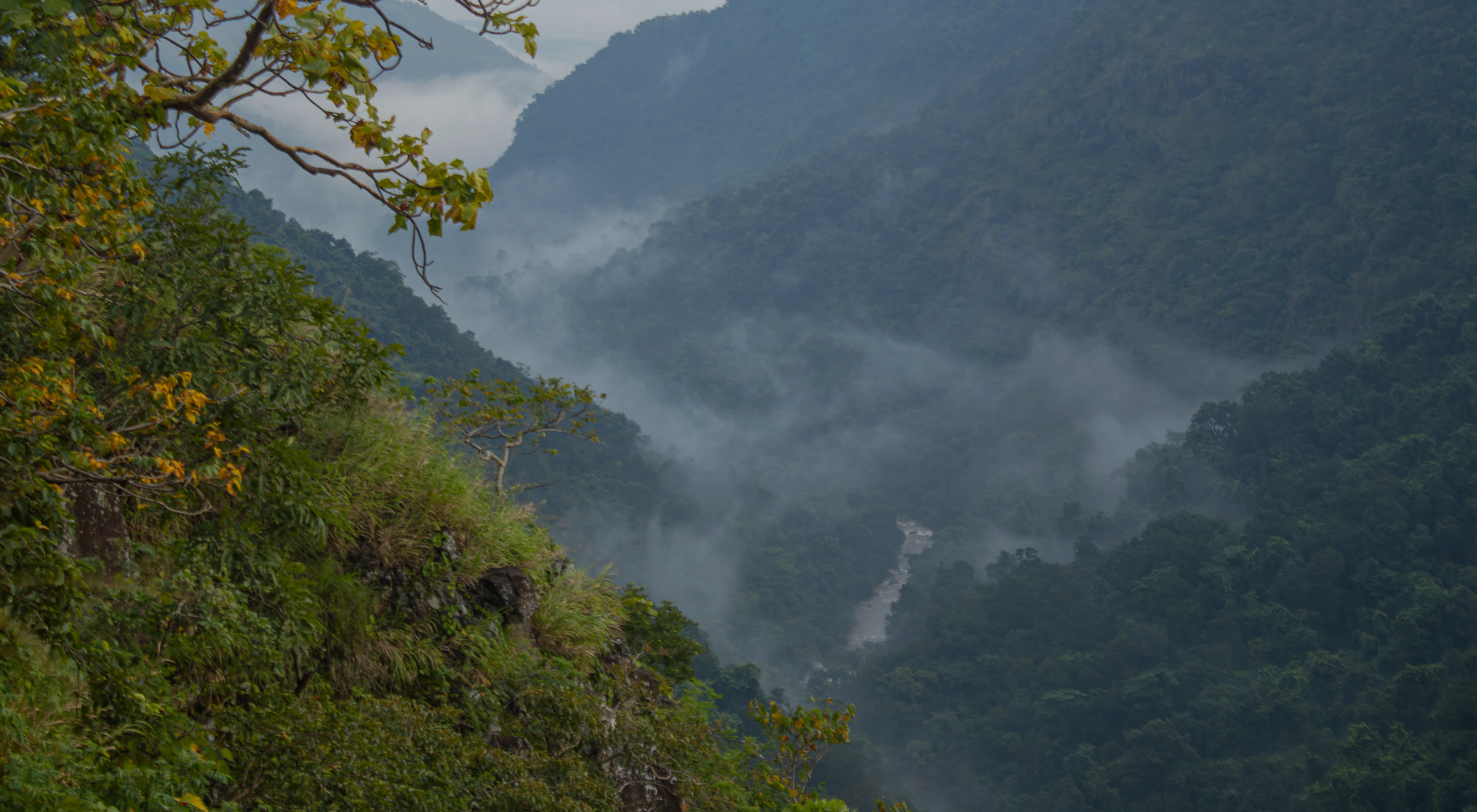 Forest habitat and undergrowth in Similipal